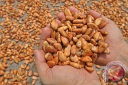 Produksi kakao Akan Terus Ditingkatkan