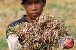 Petani bawang merah Bangka Tengah keluhkan kondisi bibit