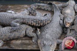 Sekelompok anak temukan 70 kepala buaya di lemari es