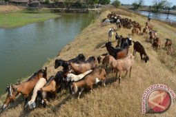 Investasi Kambing Qurban