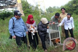BKSDA dan SBI Kembali Lepas Bekantan