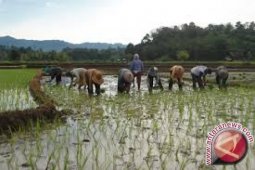Pemkot: 380 Poktan di Jambi masih aktif