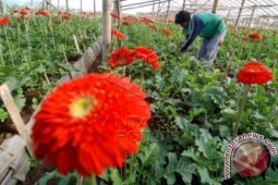 Ketika Mahasiswa Berbisnis Kebun Bunga