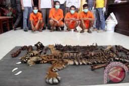 Polisi Tangkap Tiga Pemburu Harimau Sumatera