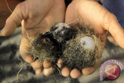 Abrasi Pantai Selatan Membuat Penyu Sulit Bersarang