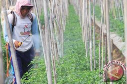 Petani Kewalahan Atasi Hama Tanaman Cabai