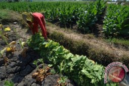 Harga Tembakau Madura Dibawah BEP