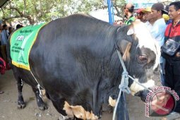 Kontes Sapi