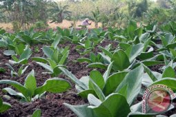 Dishutbun Bojonegoro Perkirakan Produksi Tembakau Turun
