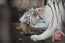 Kelahiran Harimau Bengala