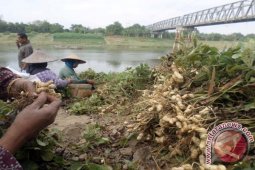 Panen Kacang Tanah
