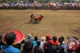Karapan Sapi Sakera