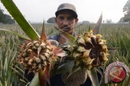 Musim Kemarau Produksi Nanas Petani Tangkit Menurun