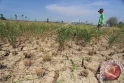 Sawah Puso