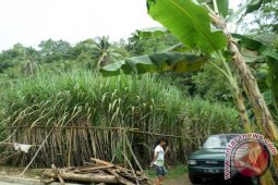 Dishutbun: Produktivitas Tebu Bojonegoro 600-1.000 Kuintal/Hektare