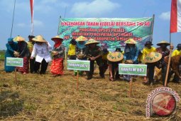 Luas Lahan Tanaman Kedelai di Jember Turun