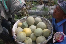Panen Buah Melon