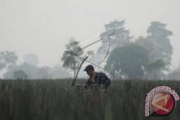 Kabut asap derita tahunan masyarakat Jambi