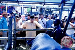 162 Ekor Ternak Ikut Exspo Peternakan Aceh
