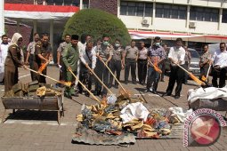 Seratusan batang ganja dimusnahkan