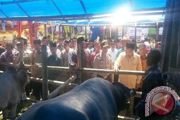Bupati: Pola Peternakan Harus Diperbaiki Berharap