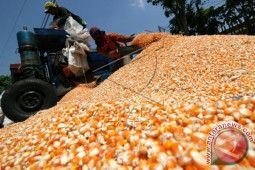 Panen Raya Jagung