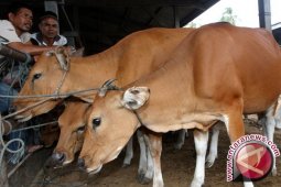 Kebutuhan hewan kurban Kota Jambi 2.599 ekor