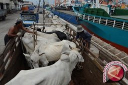 Berikan Bulog-Kementan tugas penyediaan sapi potong
