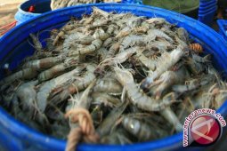 Pemdes Kotawaringin Programkan Budidaya Udang Satang