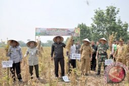 Pemerintah Terus Dorong Petani Tanam Kedelai