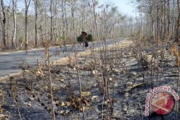 Hutan Bekas Terbakar
