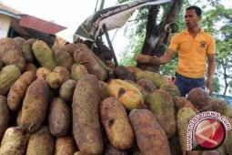 Bangka Tengah Budi Dayakan Tanaman Cempedak