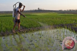 Hama Ulat Serang Perkampungan Warga di Pamekasan