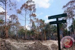 30 Hektare Kawasan Rehabilitasi Orangutan Terbakar