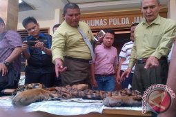 Polda Jambi lengkapi berkas penjual kulit harimau