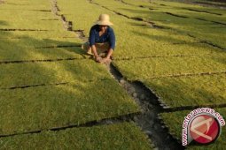 Pabrikan di Pamekasan Belum Lakukan Pembelian Tembakau