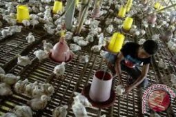 Puluhan Unggas Di Tapanuli Utara Mati Mendadak