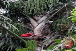 Petani Gula Aren Di Simalungun Keluhkan Penjualanan