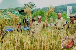 Panen Perdana di Lahan Percontohan Ketahanan Pangan