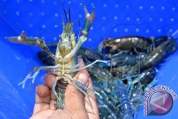 Asosiasi : Udang Indonesia Potensi Masuk Pasar Tiongkok
