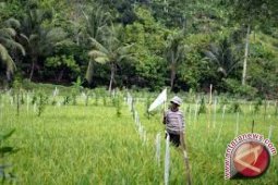 Nilai tukar petani Jambi turun 1,62 persen