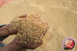 Harga Gabah Di Bali Naik 1,89 Persen