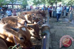 UPT: Pedagang Luar Lakukan Pembelian Sapi Bojonegoro