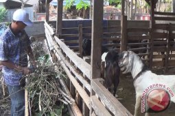BPBD Badung Membantu Evakuasi Hewan Ternak Pengungsi