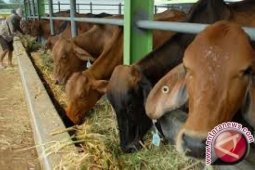 Sumut Dapat Jatah 1.250 Ekor Sapi