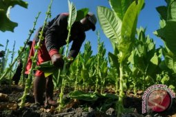 Harga Tembakau Anjlok