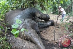 Dua Gajah Mati di Aceh Jaya Kena Racun