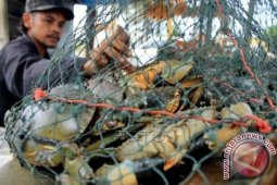 Kepiting Bakau Aceh