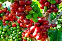 Lampung Fair Untuk Tarik Investor