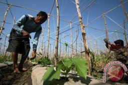 Tanaman Alternatif Petani Musim Kemarau